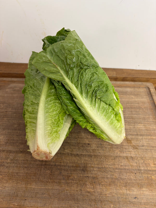 Cos Lettuce