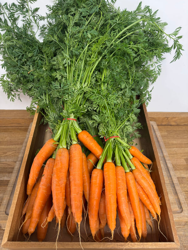 Bunch Carrots
