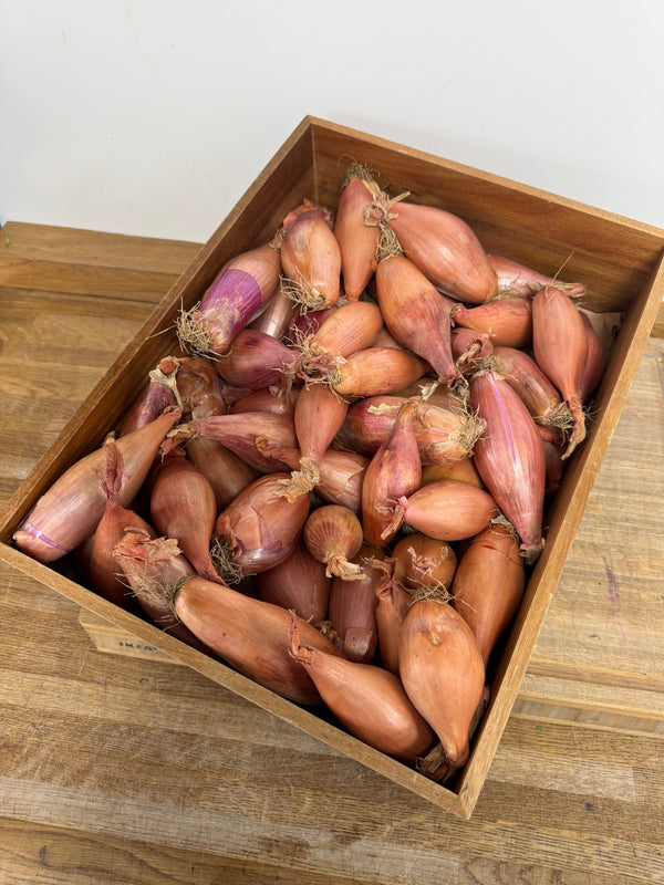 Banana Shallot