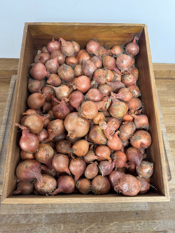 Shallot