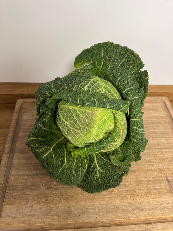 Savoy Cabbage
