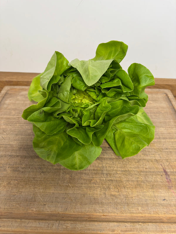 Round Lettuce