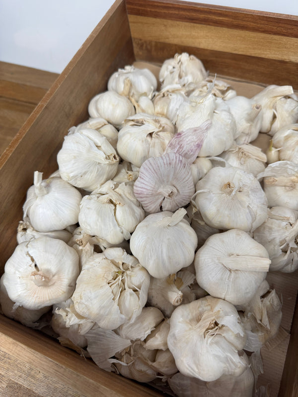 Garlic