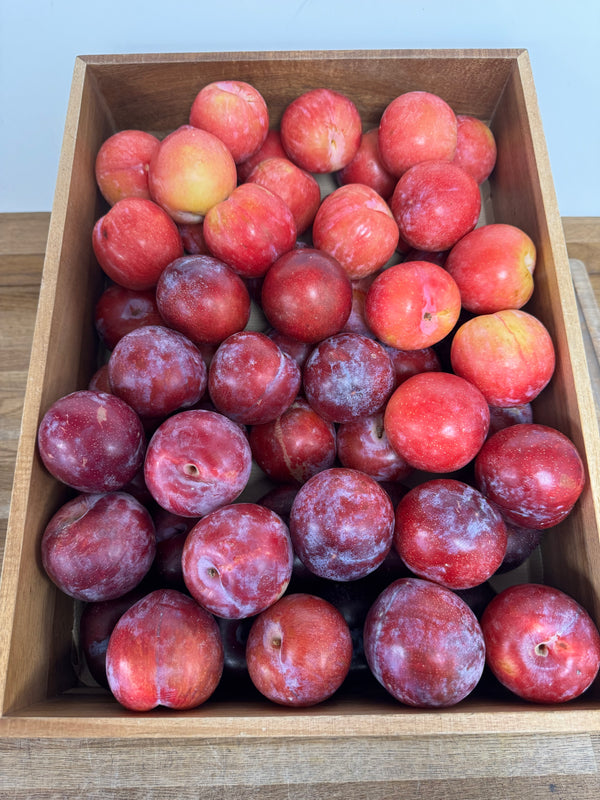 Red Plum