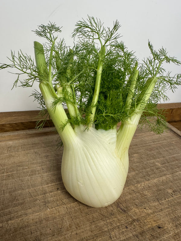 Fennel