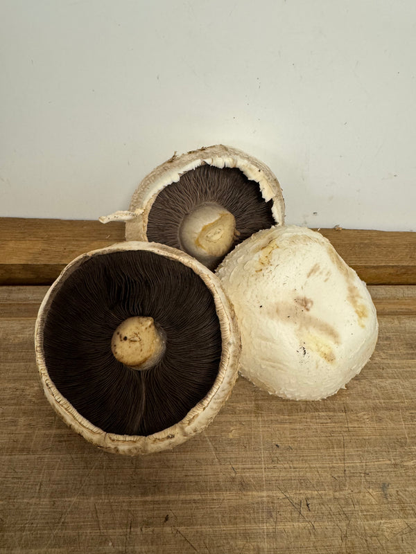 Flat Mushroom