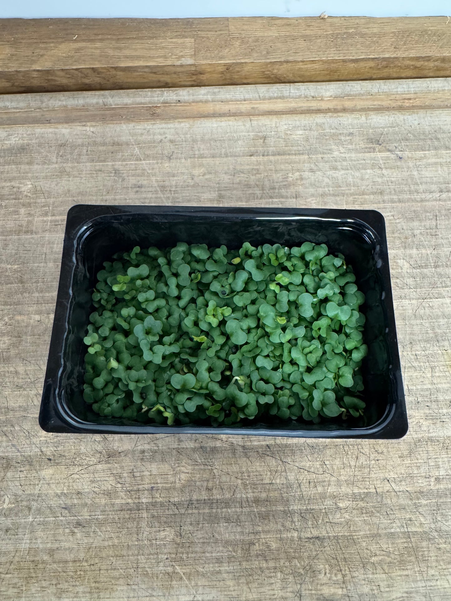 Salad Cress
