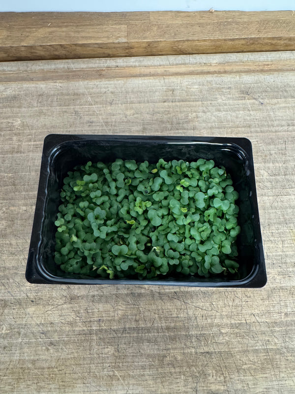 Salad Cress