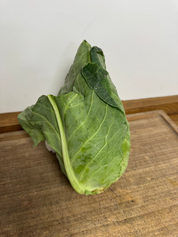 hispi cabbage