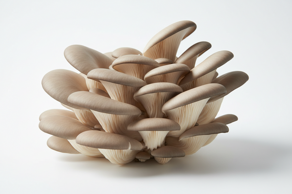 Oyster Mushroom